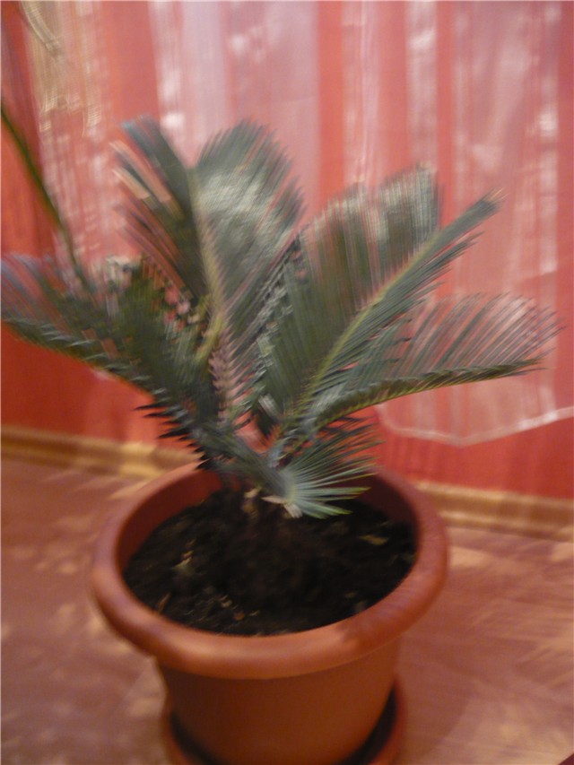 cikas palma 